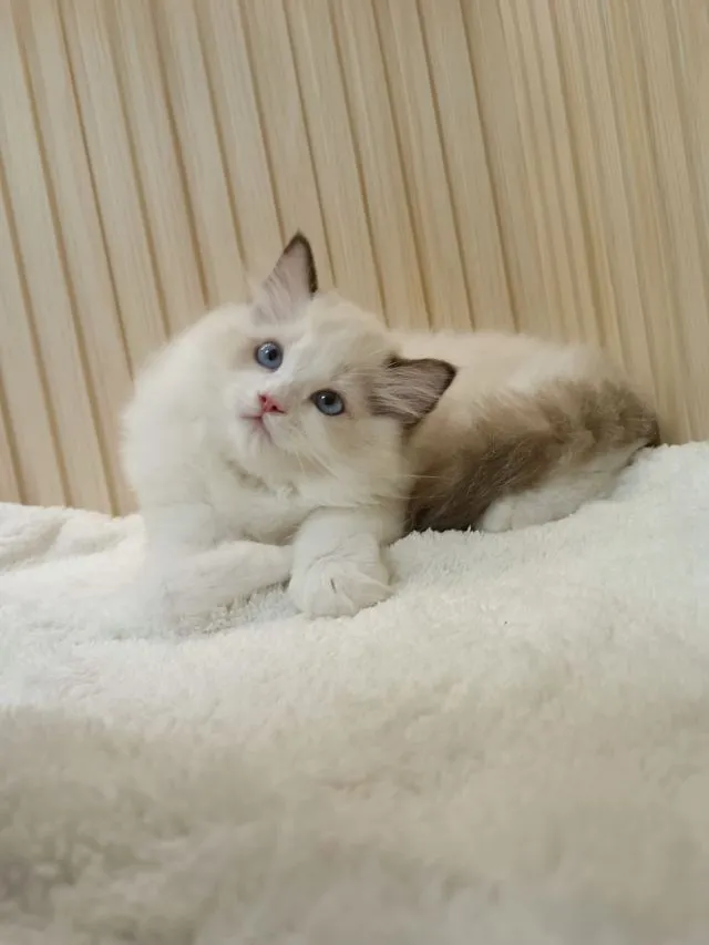 Ragdoll หุ่นหมี โครงสร้างใหญ่ เพศผู้