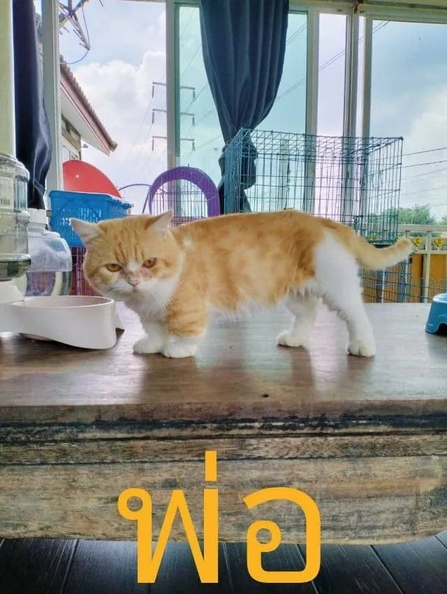 เด็กชายขาสั้น หูพับ