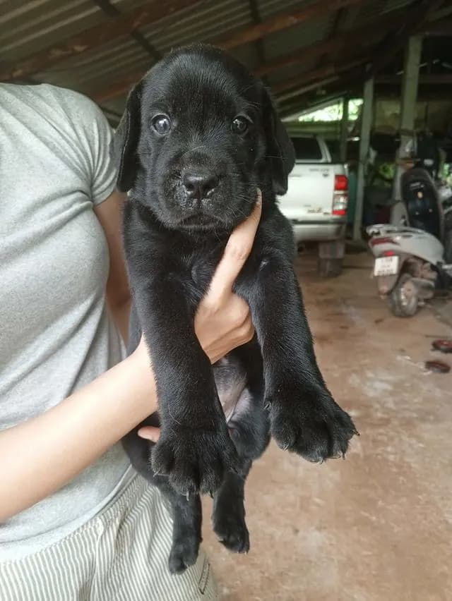 ลูกสุนัขพันธุ์ลาบราดอร์