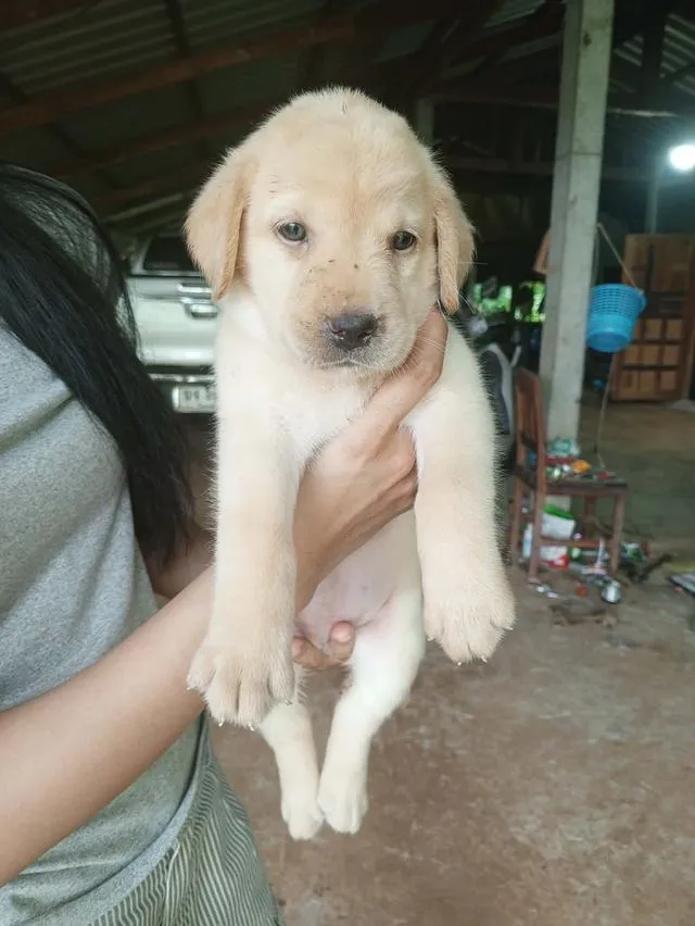 ลูกสุนัขพันธุ์ลาบราดอร์