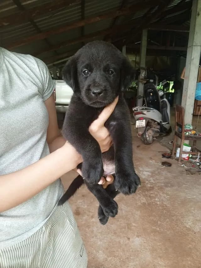 ลูกสุนัขพันธุ์ลาบราดอร์