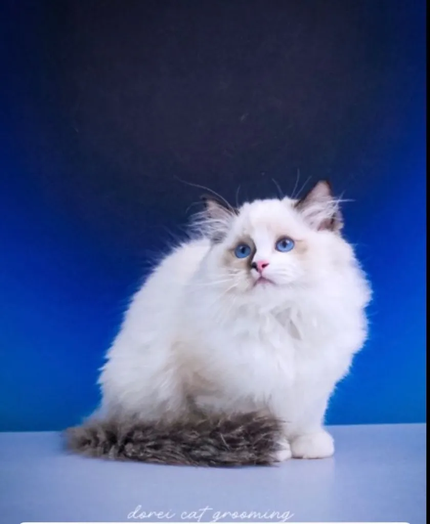 แมวแร็กดอลล์ (Ragdoll) อายุ4 เดือน