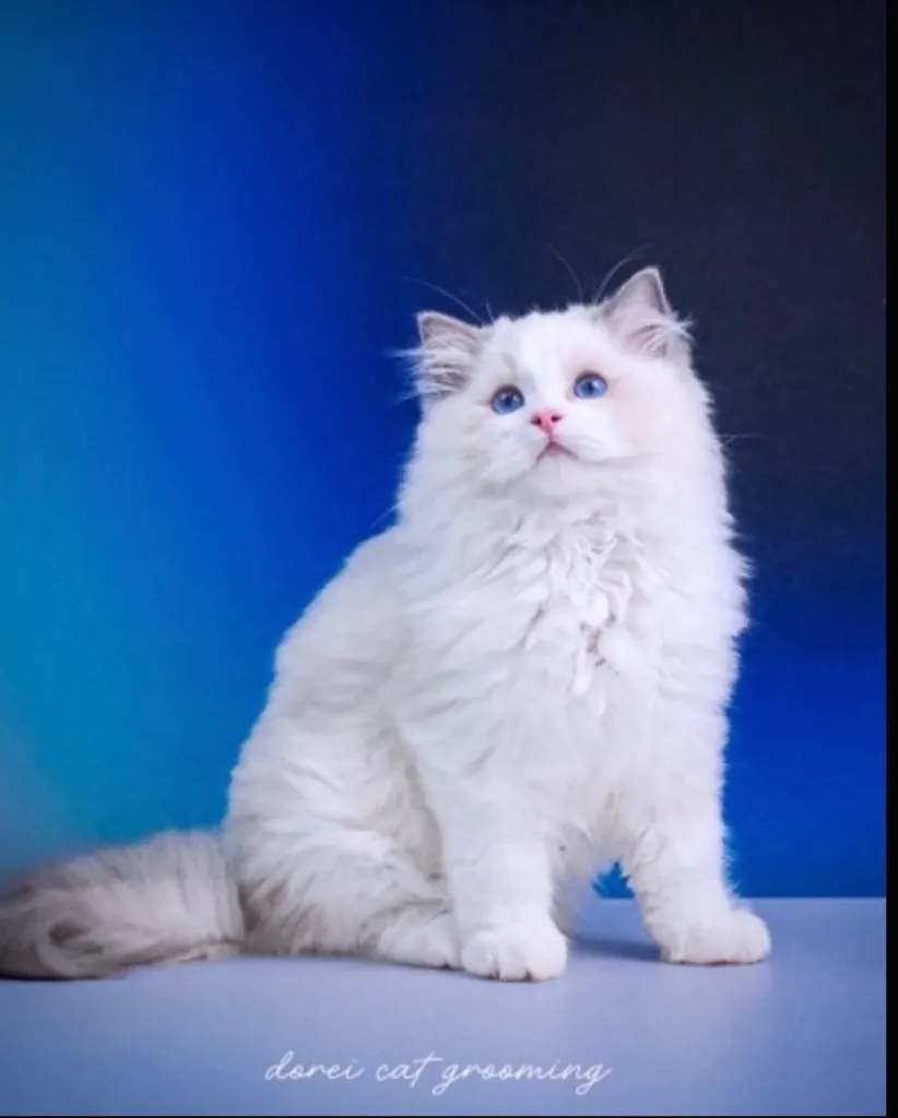 แมวแร็กดอลล์ (Ragdoll) อายุ4 เดือน