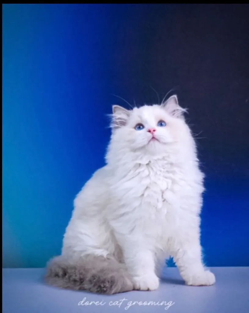 แมวแร็กดอลล์ (Ragdoll) อายุ4 เดือน