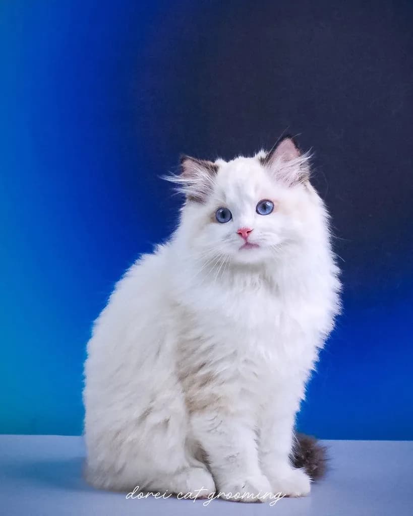 แมวแร็กดอลล์ (Ragdoll) อายุ4 เดือน