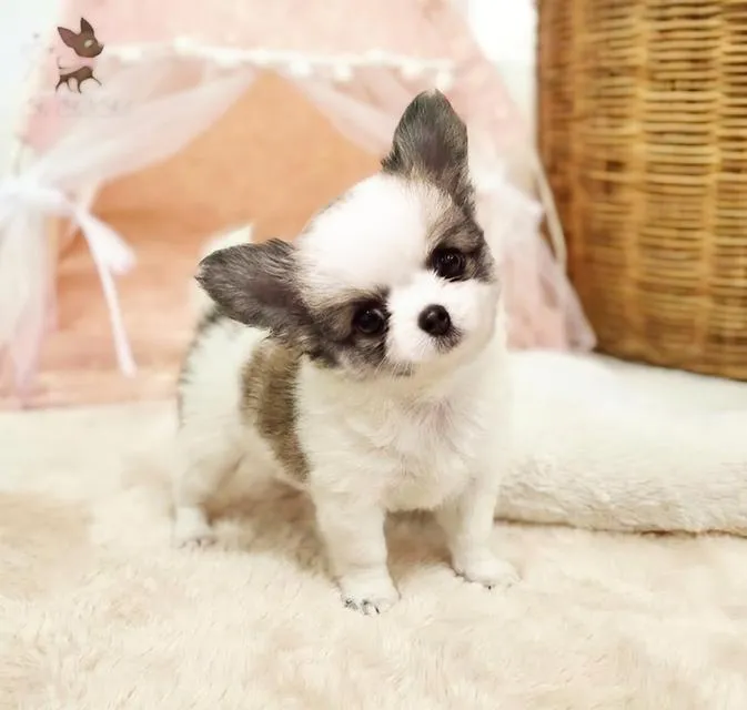 🩷เพศเมียขนยาวหน้าตุ๊กตา(ชิ ชิลชิล)