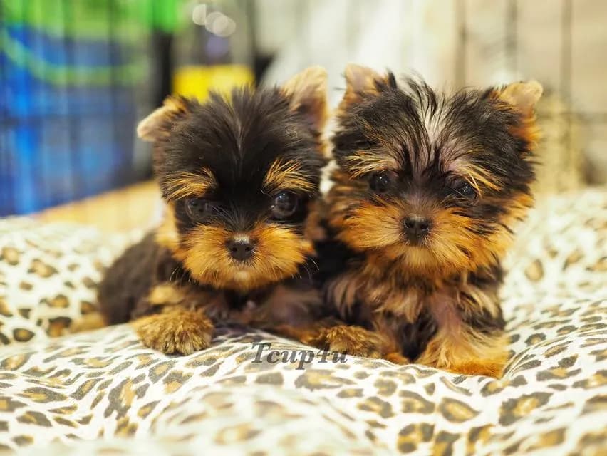 ลูกยอร์คเชียร์เทอร์เรีย หน้าตุ๊กตา ทีคัพ