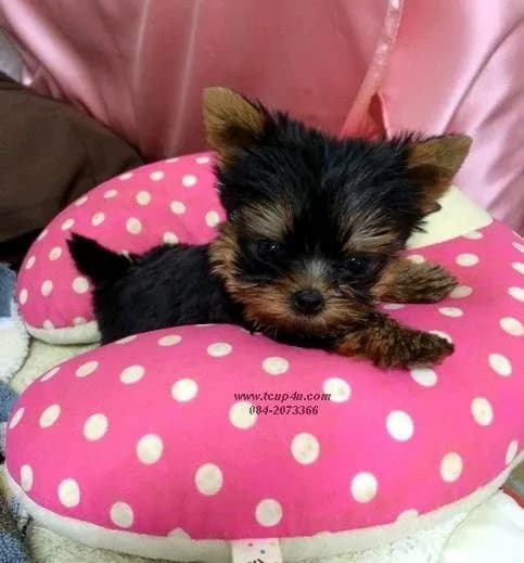 ลูกยอร์คเชียร์เทอร์เรีย หน้าตุ๊กตา ทีคัพ