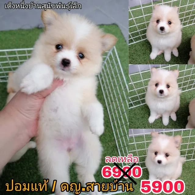 ด่วน 6900 ลดเหลือ 5500 ปอมเเท้ รวมวัคซีน ไซส์เล็ก พร้อมย้าย