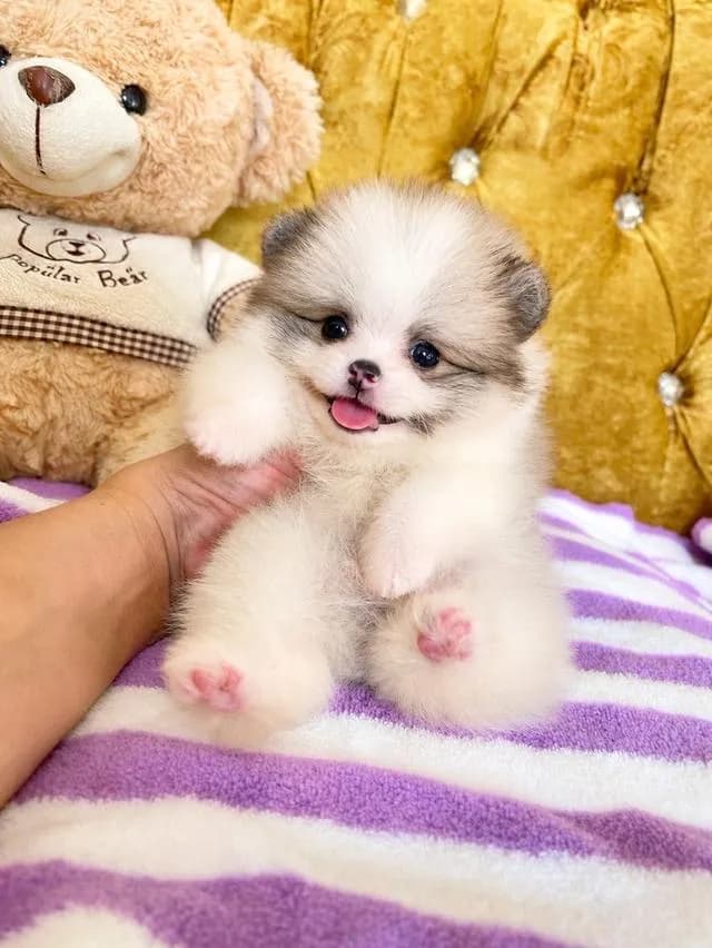 ลูกปอมแท้ อ้วนกลมฟู ขนแน่น หมีๆ สีสวย มีหลายตังให้เลือก