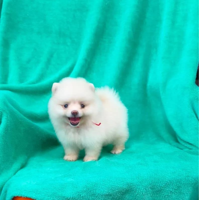 ลูกปอมเมอเรเนี่ยนหมีๆ