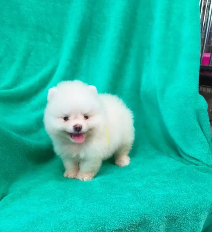 ลูกปอมเมอเรเนี่ยนหมีๆ