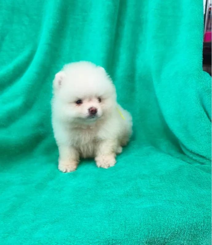 ลูกปอมเมอเรเนี่ยนหมีๆ