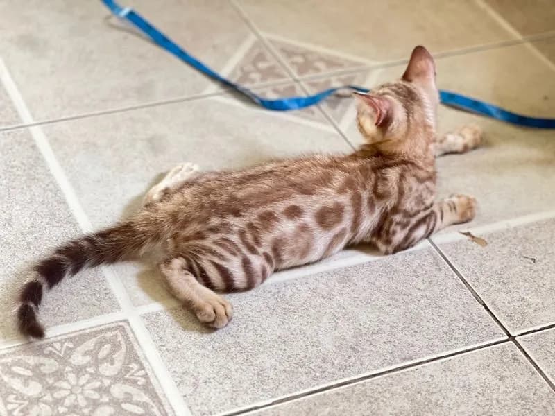 ขายน้องแมวเบงกอลสีสโนว์ เพศ ญ อายุ 2 เดือน