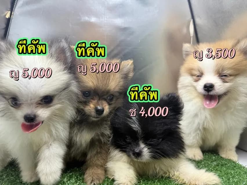 สุนัข ปอมเมอเรเนียน