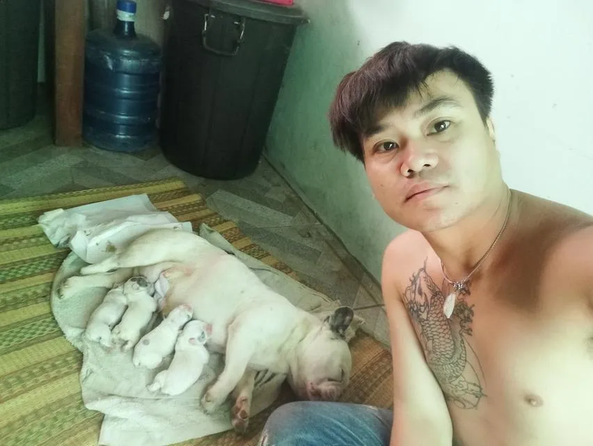 สุนัขพันธุ์เฟรนช์บูล็อก