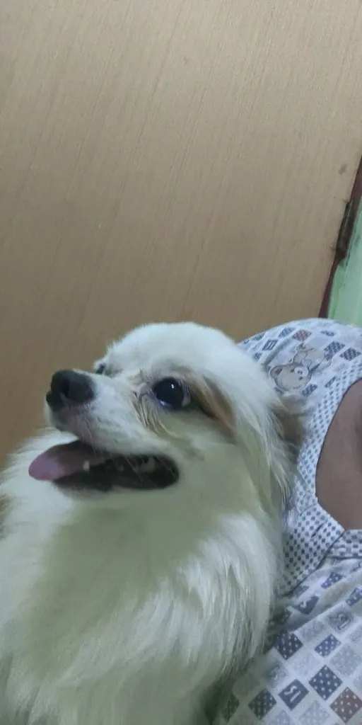 น้องขี้เล่นขี้อ้อนติดคนไม่เดื้อไม่ซนเลี้ยงง่าย