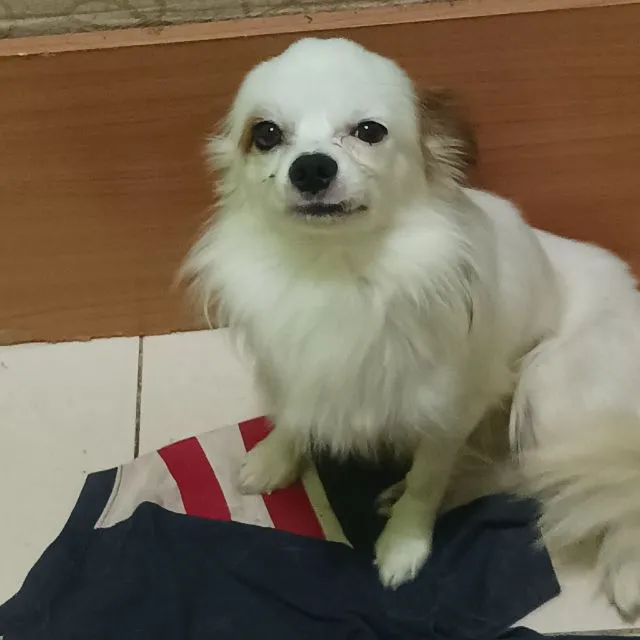 น้องขี้เล่นขี้อ้อนติดคนไม่เดื้อไม่ซนเลี้ยงง่าย
