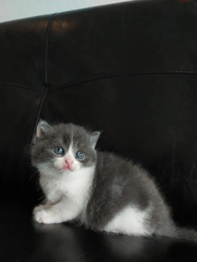 แมว scottish fold