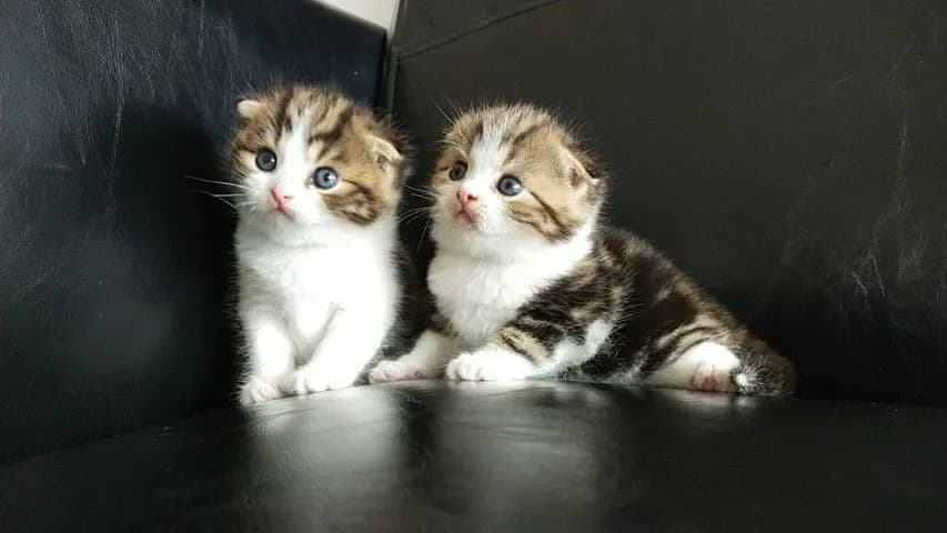 แมว scottish fold