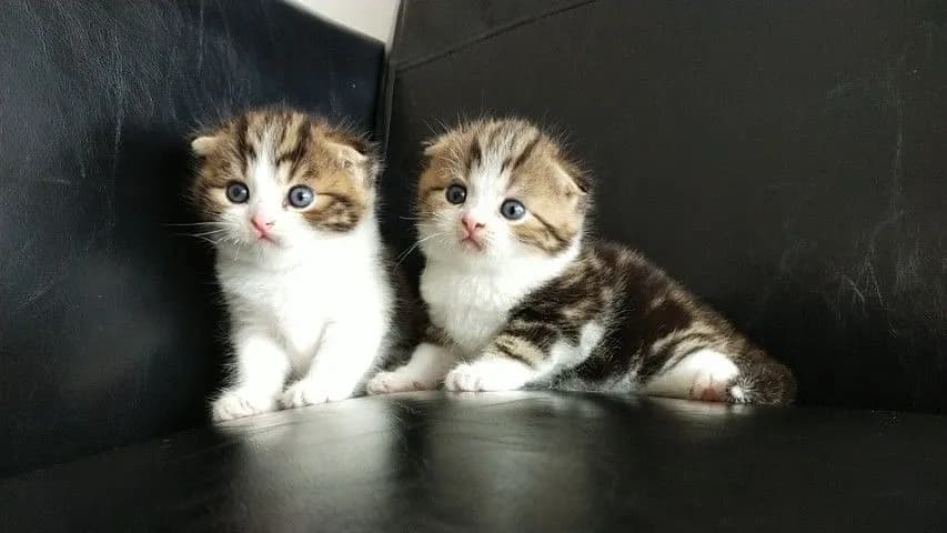 แมว scottish fold