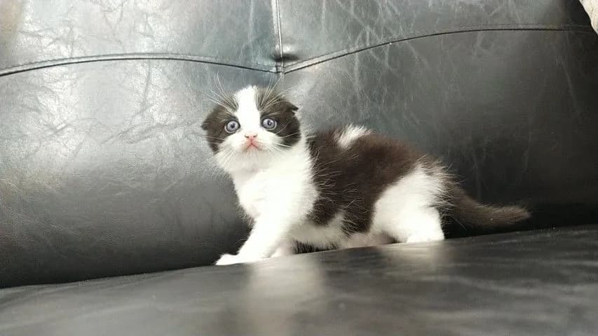 แมว scottish fold