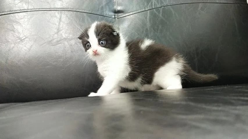 แมว scottish fold