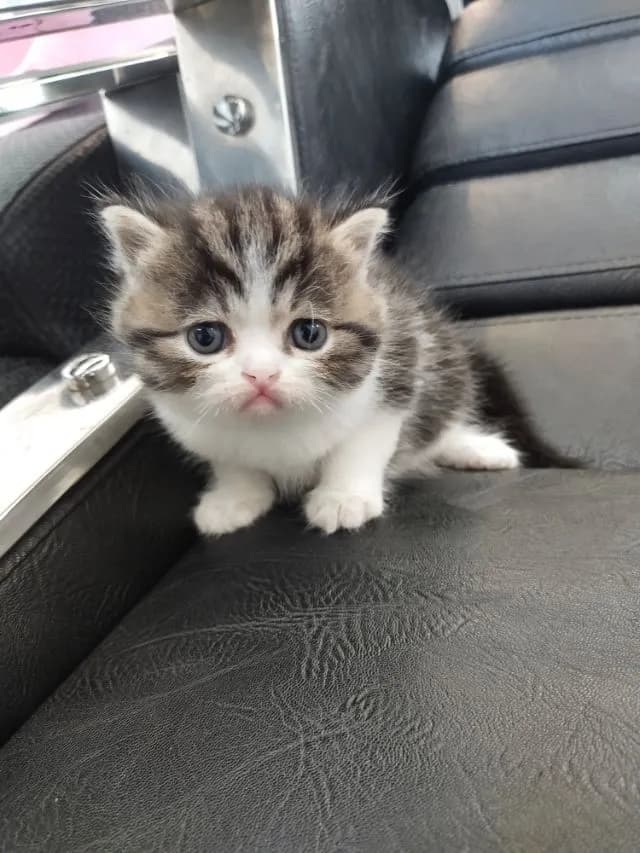 แมว scottish fold