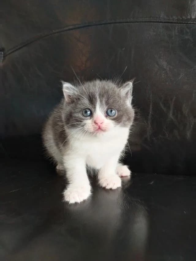 แมว scottish fold