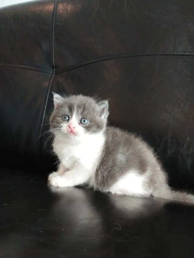 แมว scottish fold