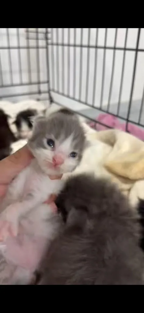 ลูกแมวเมนคูน พร้อมส่ง