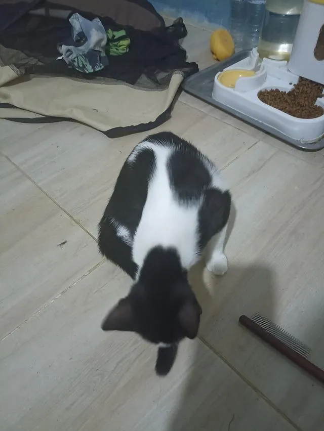 แมว พันธุ์ผสม น่ารักๆ