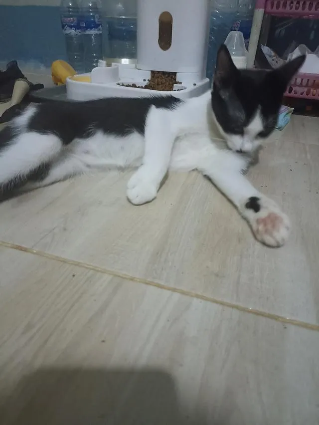แมว พันธุ์ผสม น่ารักๆ