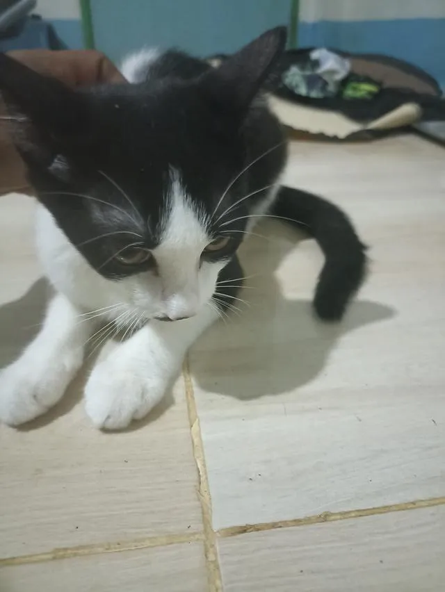 แมว พันธุ์ผสม น่ารักๆ