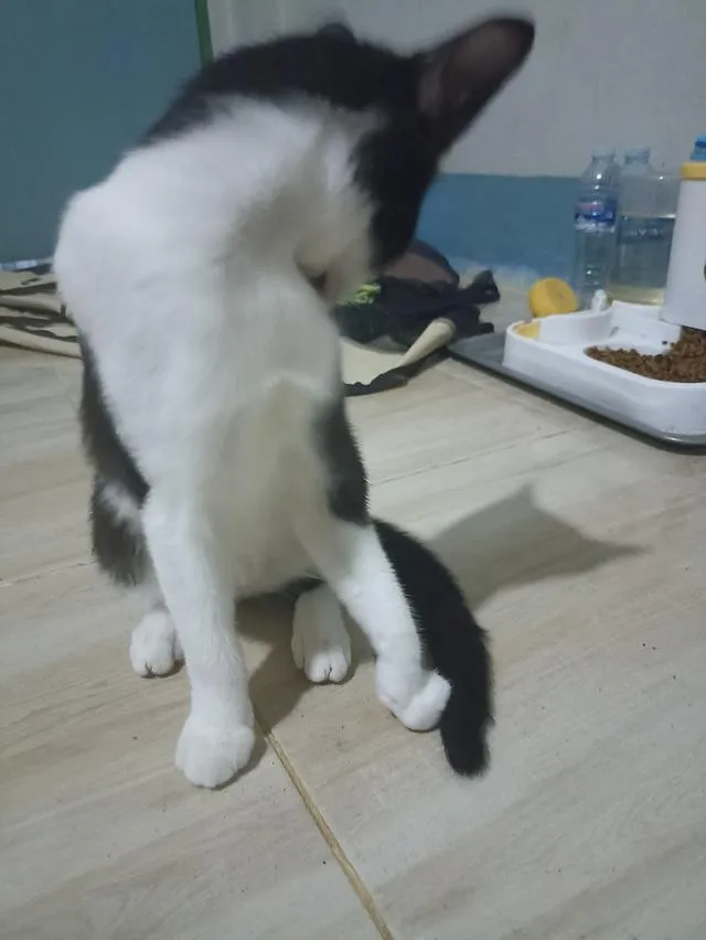 แมว พันธุ์ผสม น่ารักๆ