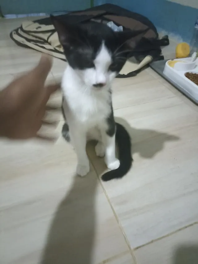 แมว พันธุ์ผสม น่ารักๆ