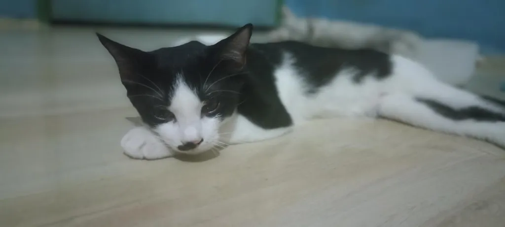 แมว พันธุ์ผสม น่ารักๆ