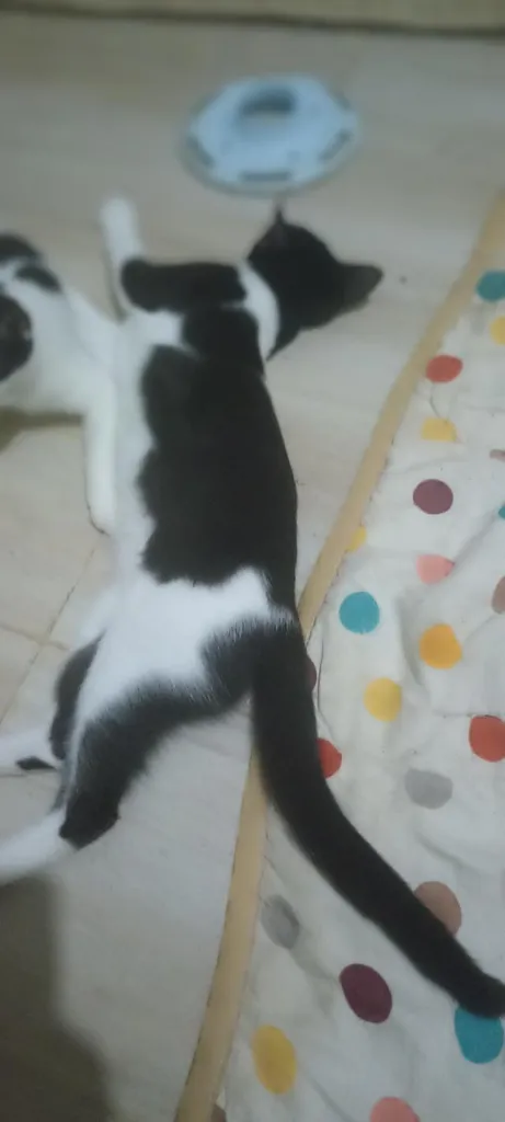 แมว พันธุ์ผสม น่ารักๆ