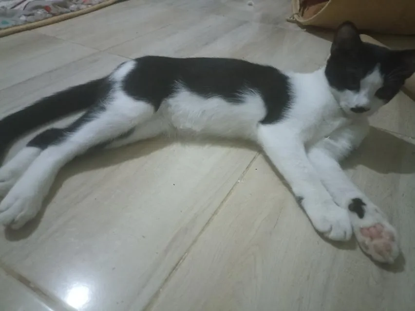 แมว พันธุ์ผสม น่ารักๆ