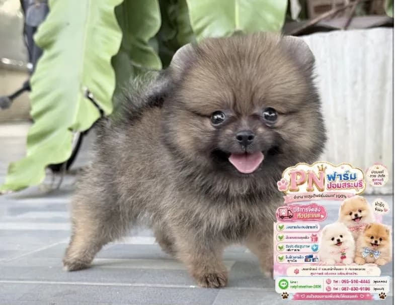 ปอมแท้ราคาถูก