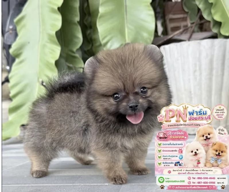ปอมแท้ราคาถูก