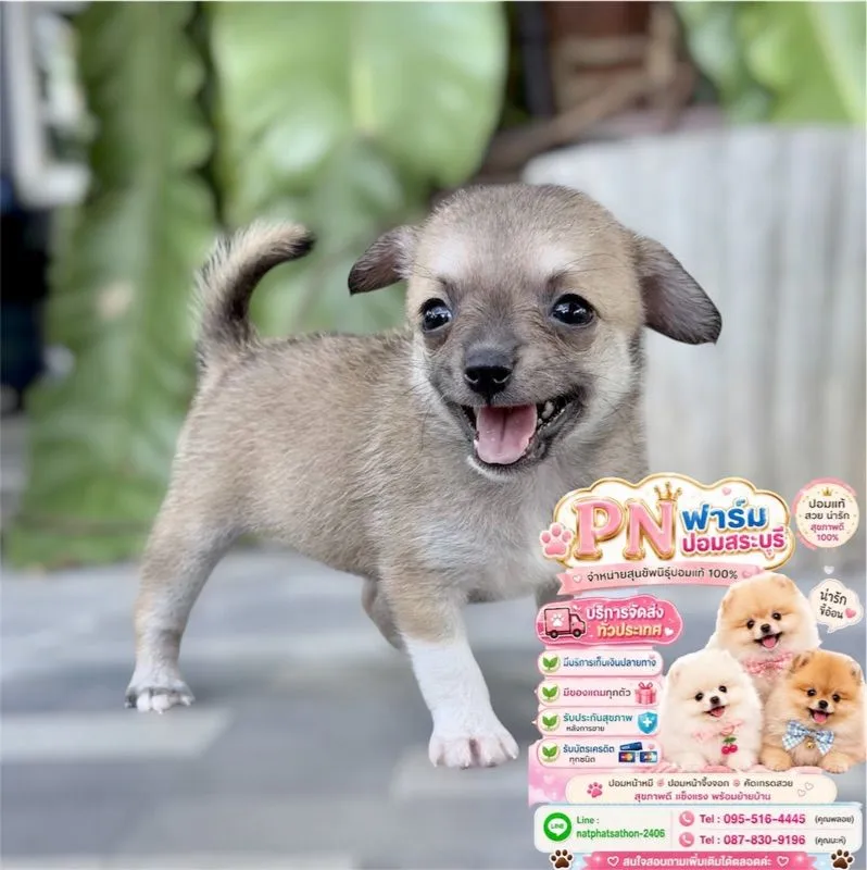 ปอมแท้ราคาถูก