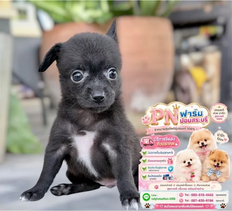 ปอมแท้ราคาถูก