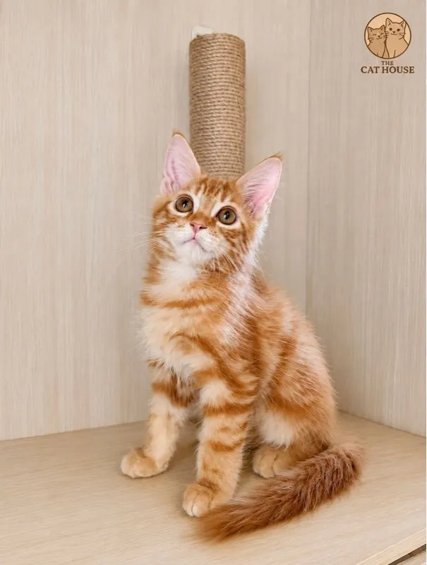 เมนคูน