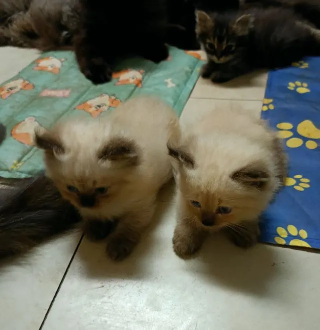 เปอร์แท้รับเองลดได้