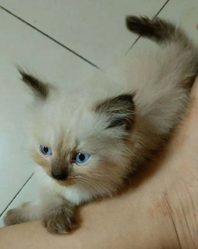 เปอร์แท้รับเองลดได้