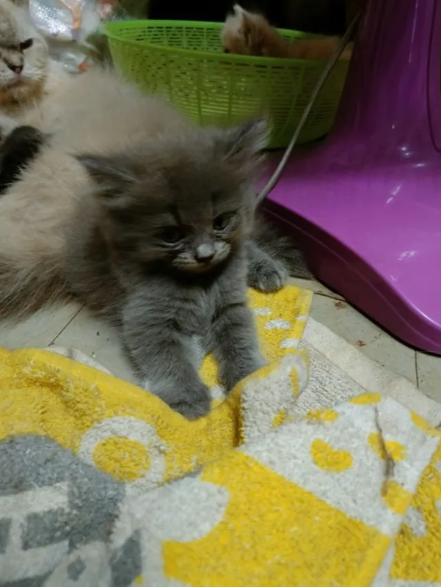 เปอร์แท้รับเองลดได้