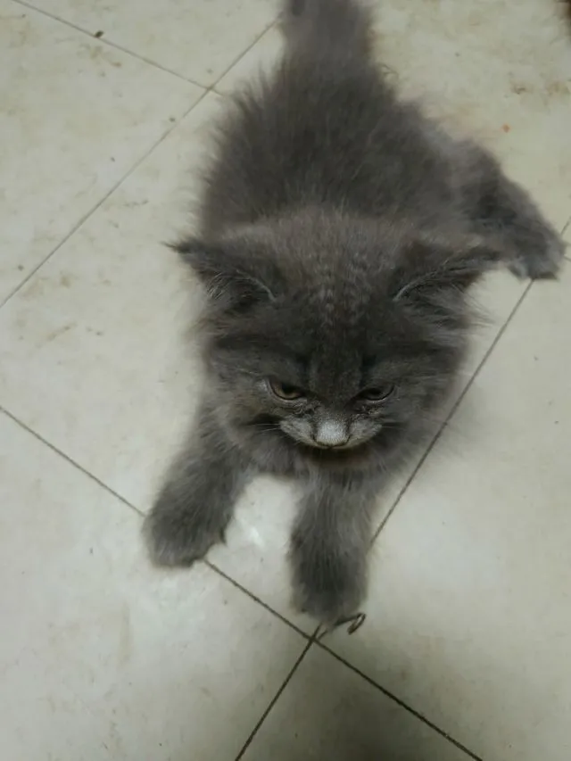 เปอร์แท้รับเองลดได้