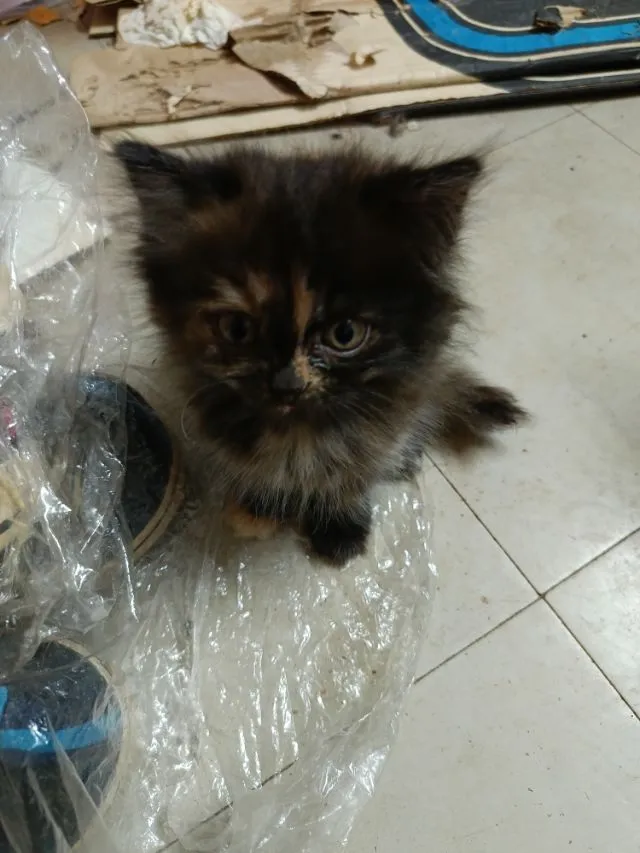 เปอร์แท้รับเองลดได้