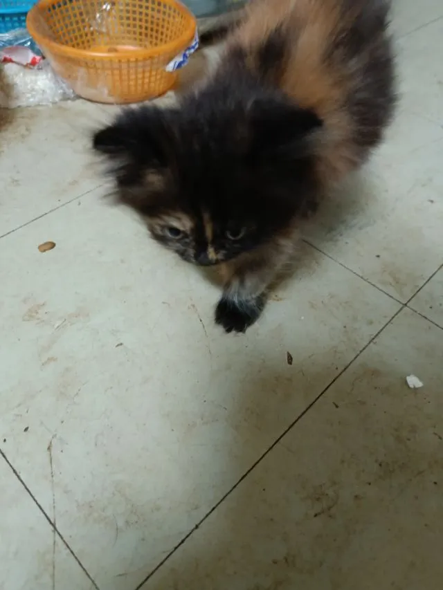 เปอร์แท้รับเองลดได้